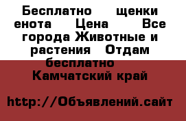 Бесплатно !!! щенки енота!! › Цена ­ 1 - Все города Животные и растения » Отдам бесплатно   . Камчатский край